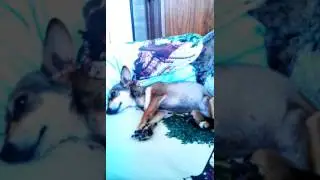 Ляля.