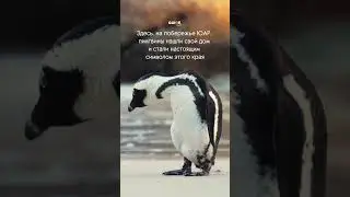 Тайны Пингвиньего Рая в Африке