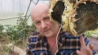 Плохой урожай ПОМИДОРОВ? Почему и ЧТО С ЭТИМ ДЕЛАТЬ!