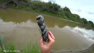 Конопля сводит с ума даже рыбу!