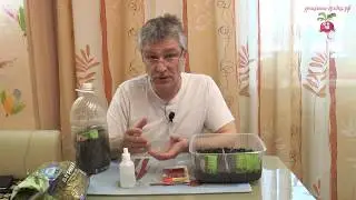 Замачивание семян в перекиси водорода #urozhainye_gryadki