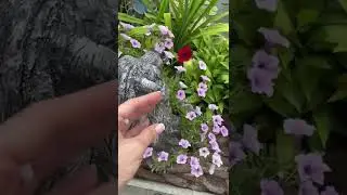 Петунии в моем саду 🌺🌺👍