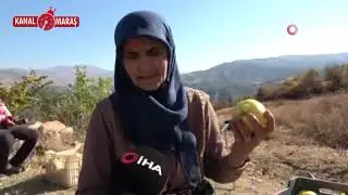 Kahramanmaraş'ta ayva hasadı başladı