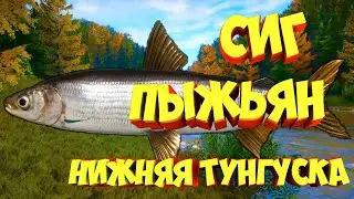 русская рыбалка 4 - Сиг Пыжьян река Нижняя Тунгуска - рр4 фарм Алексей Майоров
