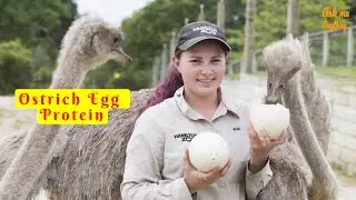How Much Protein is in an Ostrich Egg? How Much Protein Does an Ostrich Egg Have?