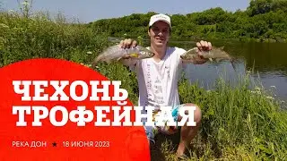 Ловля чехони на Дону. Рыбалка на Дону в июне