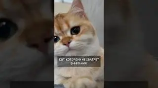 Кот, которому не хватает внимания!