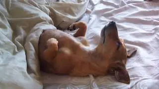 August 14  2016  Toby Sleeping in Bed