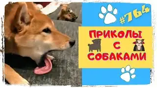 СМЕШНЫЕ СОБАКИ 🐶 ПРИКОЛЫ С СОБАКАМИ 😂 Funnny Dogs 