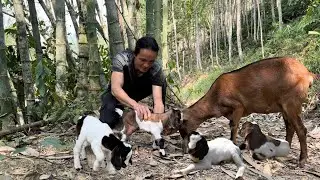 The first baby goat born on the farm, Pumpkin pie recipe, vang hoa