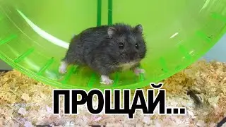 Умер Мой Хомяк 🐹 ПИПИТО Не Стало… Последнее Видео с Ним
