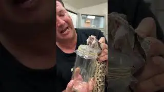 Deadly Venom Milking A Gaboon Viber