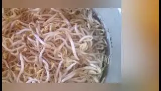 Sauteed Beans Sprout by Chef Meg (Laguna Style)
