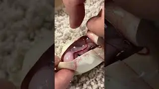 This Snake was Not Supposed to be in this Egg 😳 