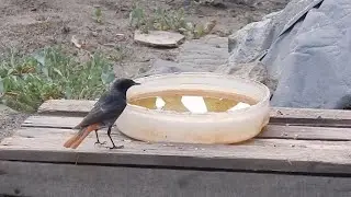 Горихвостка: Самец у воды и на охоте, самка на охоте