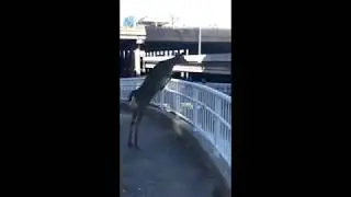 Deer Jumps Into Ohio River In Louisville
