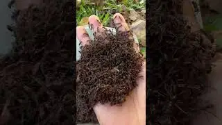 Happy cowboy is stung by pavement ants so cool 