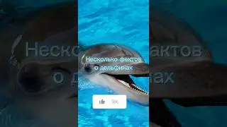 Несколько фактов о дельфинах #shorts #МирВсего #дельфины #интересно #1минута #факты