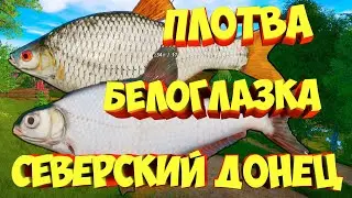 русская рыбалка 4 - Белоглазка Плотва река Северский Донец - рр4 фарм Алексей Майоров