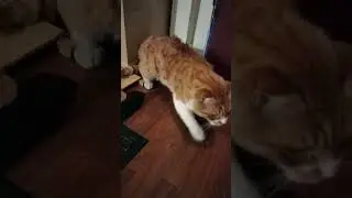 making my cat fluffy and macho