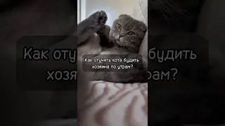 Если кот будит ночью!