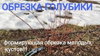 обрезка голубики
