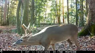 Forest Trail Cam: Two Months in Six Minutes