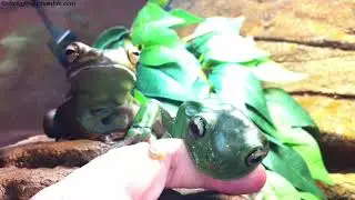 196% Commitment To Finger with Voigt!