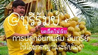 เคล็ดไม่ลับการปลูก อินทผลัม อินทรีย์ ให้ได้มาตรฐานระดับโลก สวนประเสริฐ อินทผลัมเซราะกราว จ.บุรีรัมย์