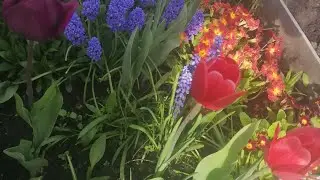 Мои цветы. Что цветёт весной, в мае на моих клумбах. 