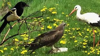 Like a kite, a stork and magpies shared a silver carp