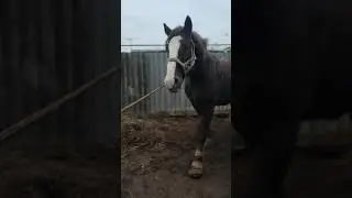 Лошади цыганские