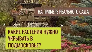 Как укрывать растения на зиму в Подмосковье? Рассказываю и показываю на примере своего сада.