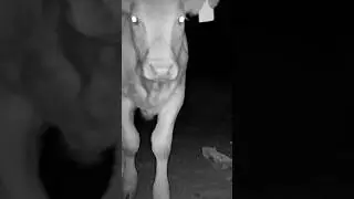 Animals Stopping by Cow Bones #trailcam #naturelovers #desert #sonorandesert #corridos
