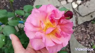 🌹А у нас зацветают розы...Пион Бартзелла, цветок в полном роспуске. Аллея хост.