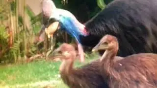 Cassowary  Babies