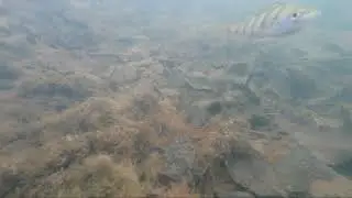 Окунь по водой.