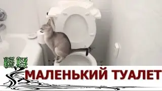 The design of the toilet is small size as to make it special