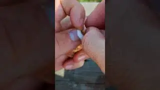 Трофейный карп на стик 
