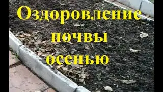Чем обеззаразить и оздоровить почву осенью