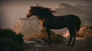 Horses - majestic beauty