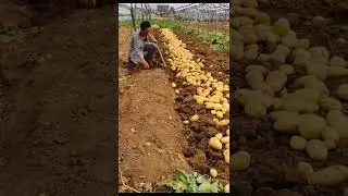 Digging Fresh Potatoes on the farm Satisfying video 