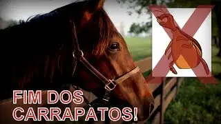 Eliminando os carrapatos dos cavalos