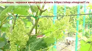 Виноград Красава, размер соцветий, тип цветка. Раннее созревание. Бронзовка. Пузенко Наталья