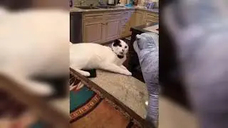 Смешные коты 003. Funny cats 003