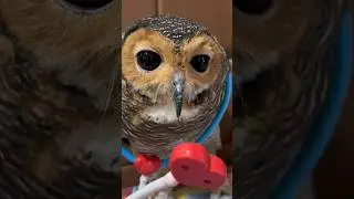 Bibib nakal sekali menganggu Bimbim tidur‼️😭🦉❤️#owl #funnypets #funnyvideo #cute #animals #funny