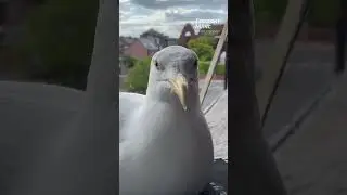 Что я делаю с водой из ванной чайки. - Чайка Стивен - 