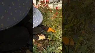 Full Steps Of Rose Cutting 