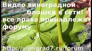 Супер сложное видео - виноградная блошка!