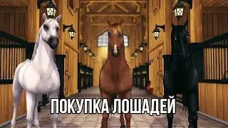 Покупка арабских чистокровных | Evka | Star Stable Online